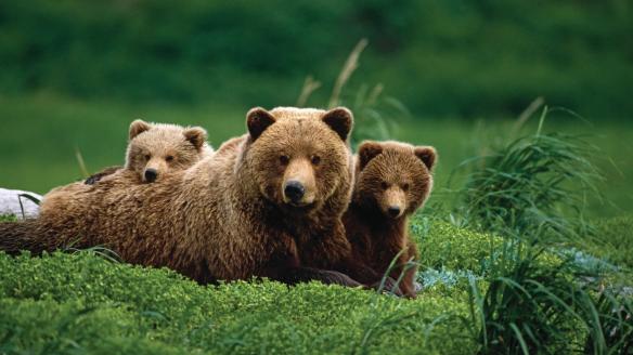 mama bear with babies