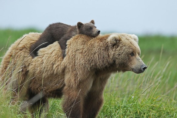 mama bear