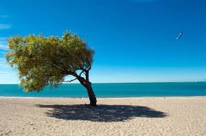 windblown tree