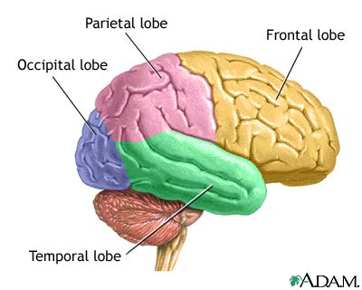 brain