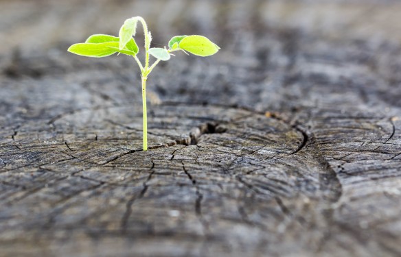 The concept of business growth .