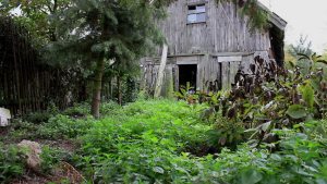 neglected garden