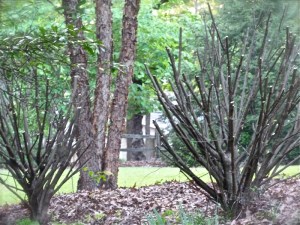 pruned tree